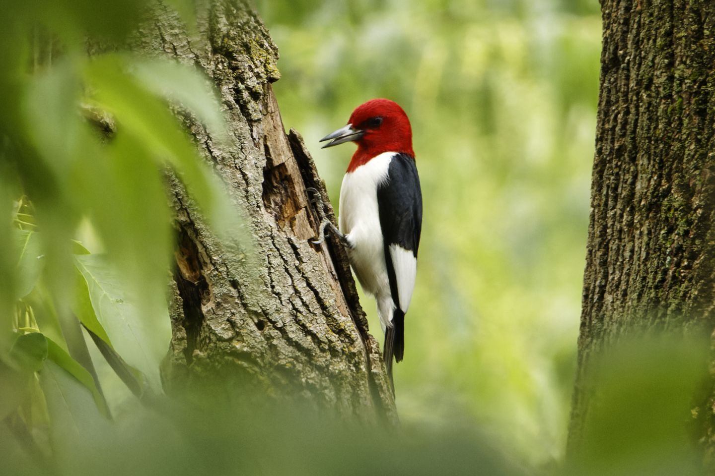 9755 Covington Boulevard Fishers, IN 46037 - Photo 60 of 71