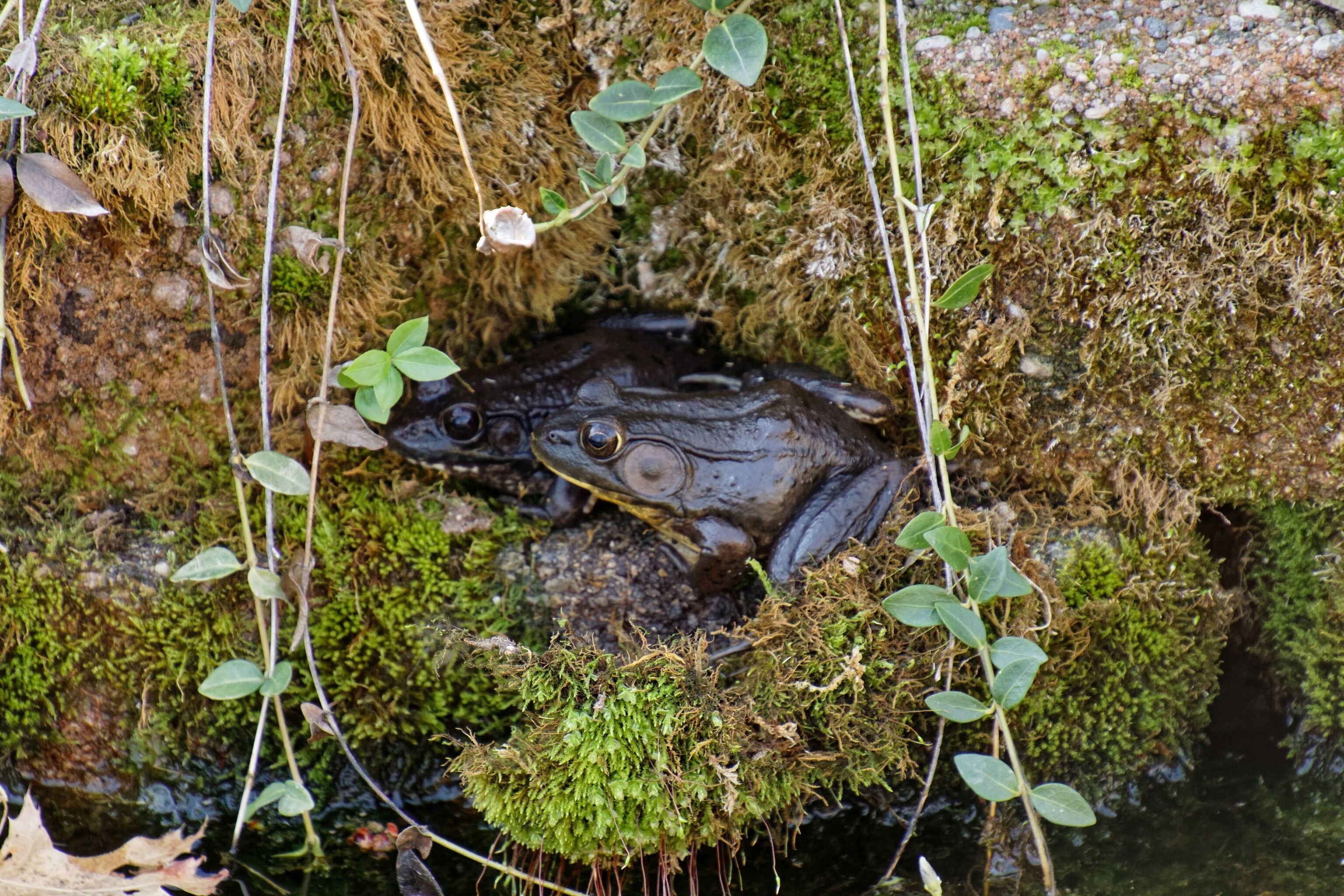 9755 Covington Boulevard Fishers, IN 46037 - Photo 61 of 71