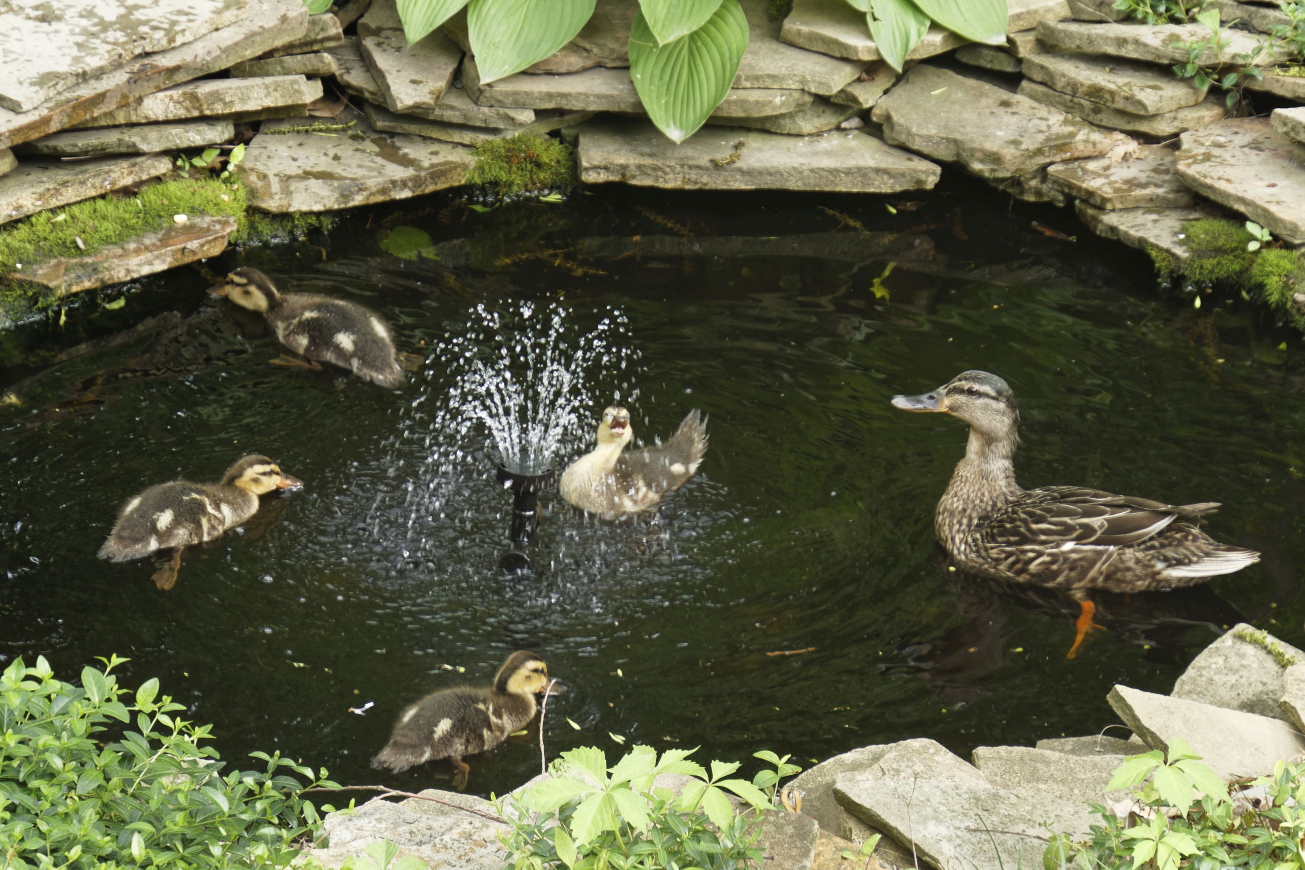 9755 Covington Boulevard Fishers, IN 46037 - Photo 64 of 71