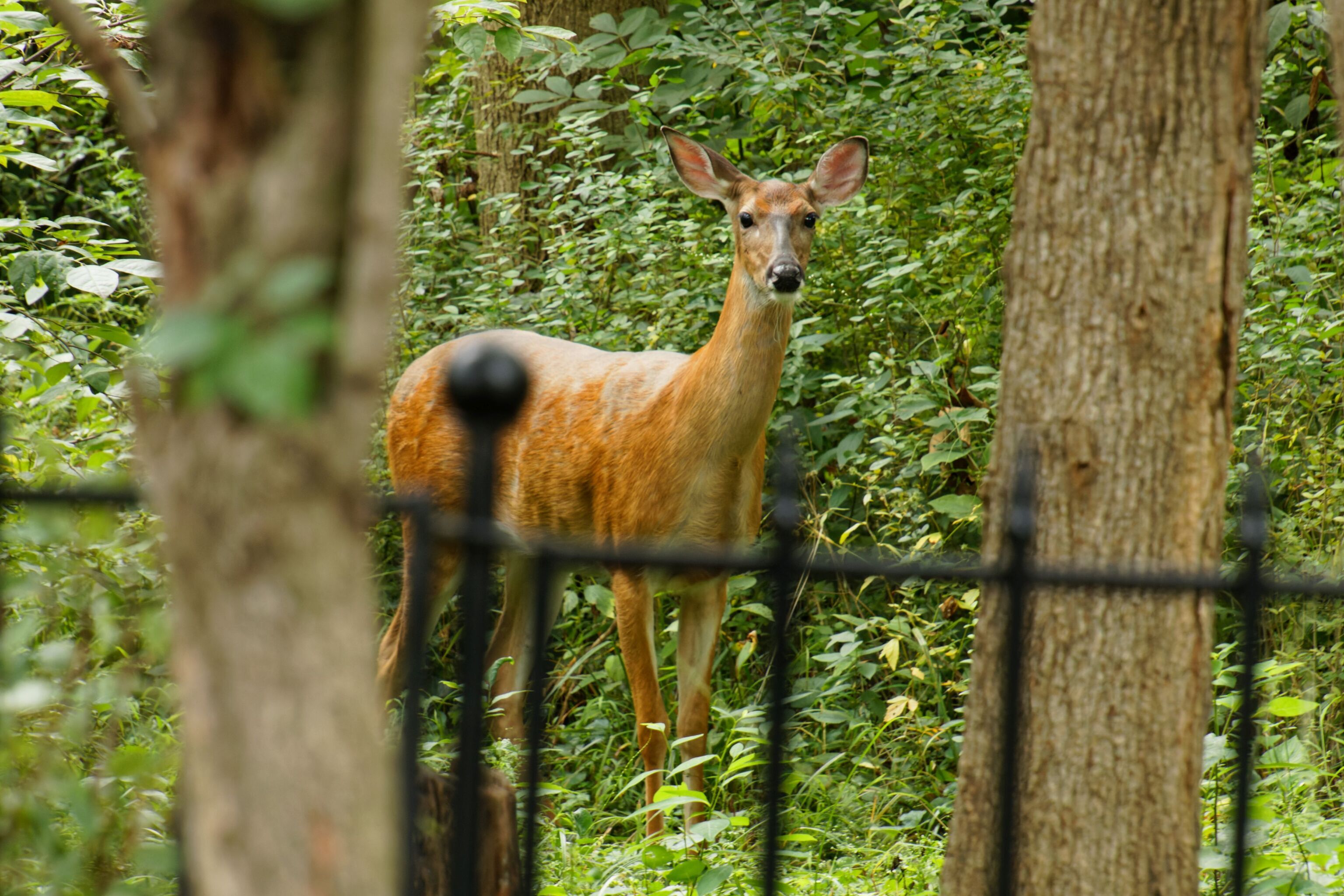 9755 Covington Boulevard Fishers, IN 46037 - Photo 66 of 71