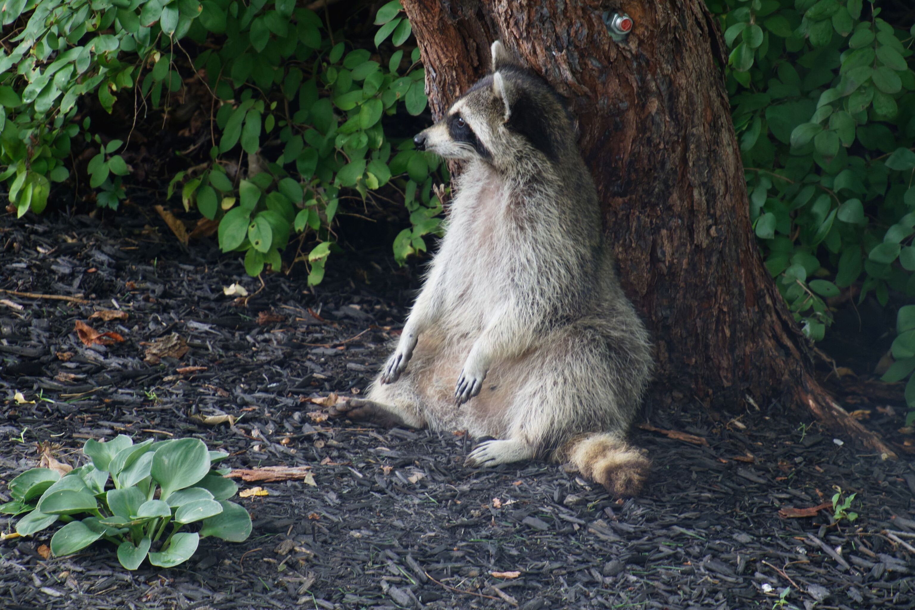 9755 Covington Boulevard Fishers, IN 46037 - Photo 68 of 71