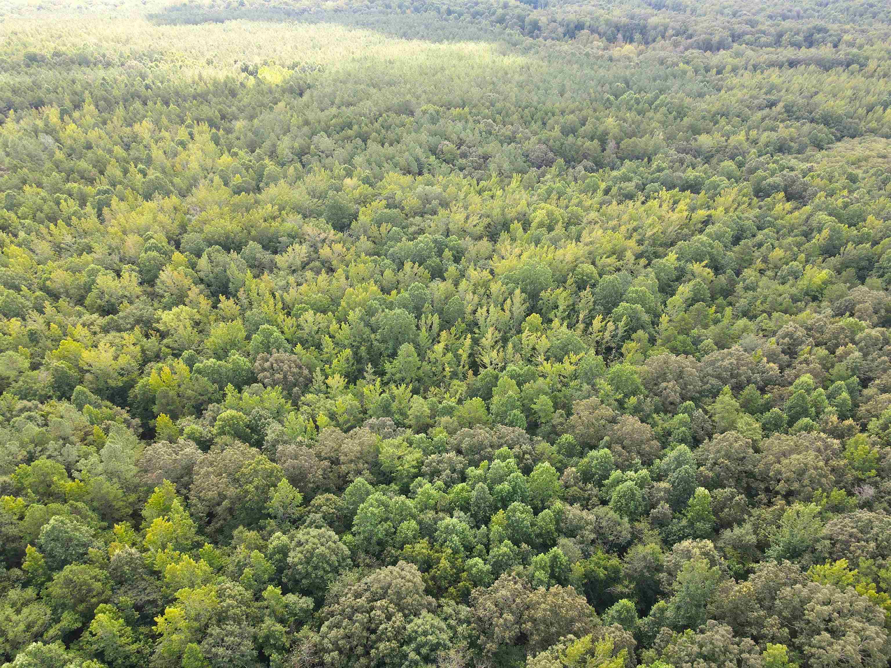 McNairy Road Bethel Springs, TN 38315 - Photo 11 of 16 a view of a big yard with lots of bushes