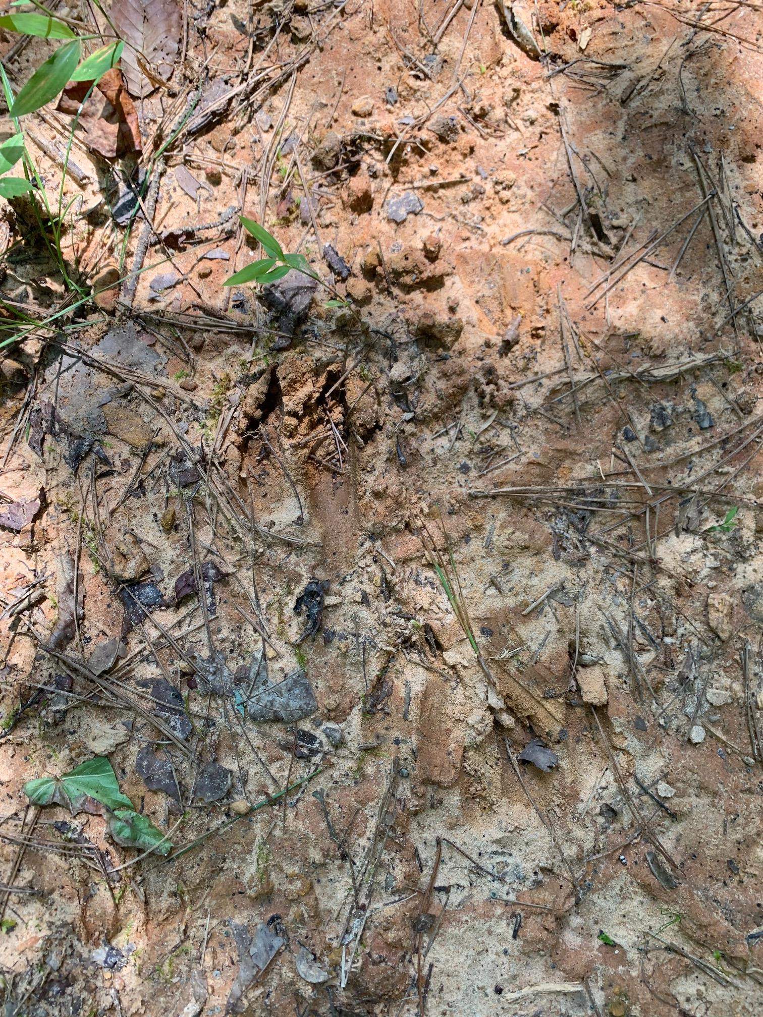 McNairy Road Bethel Springs, TN 38315 - Photo 12 of 16 a view of a field