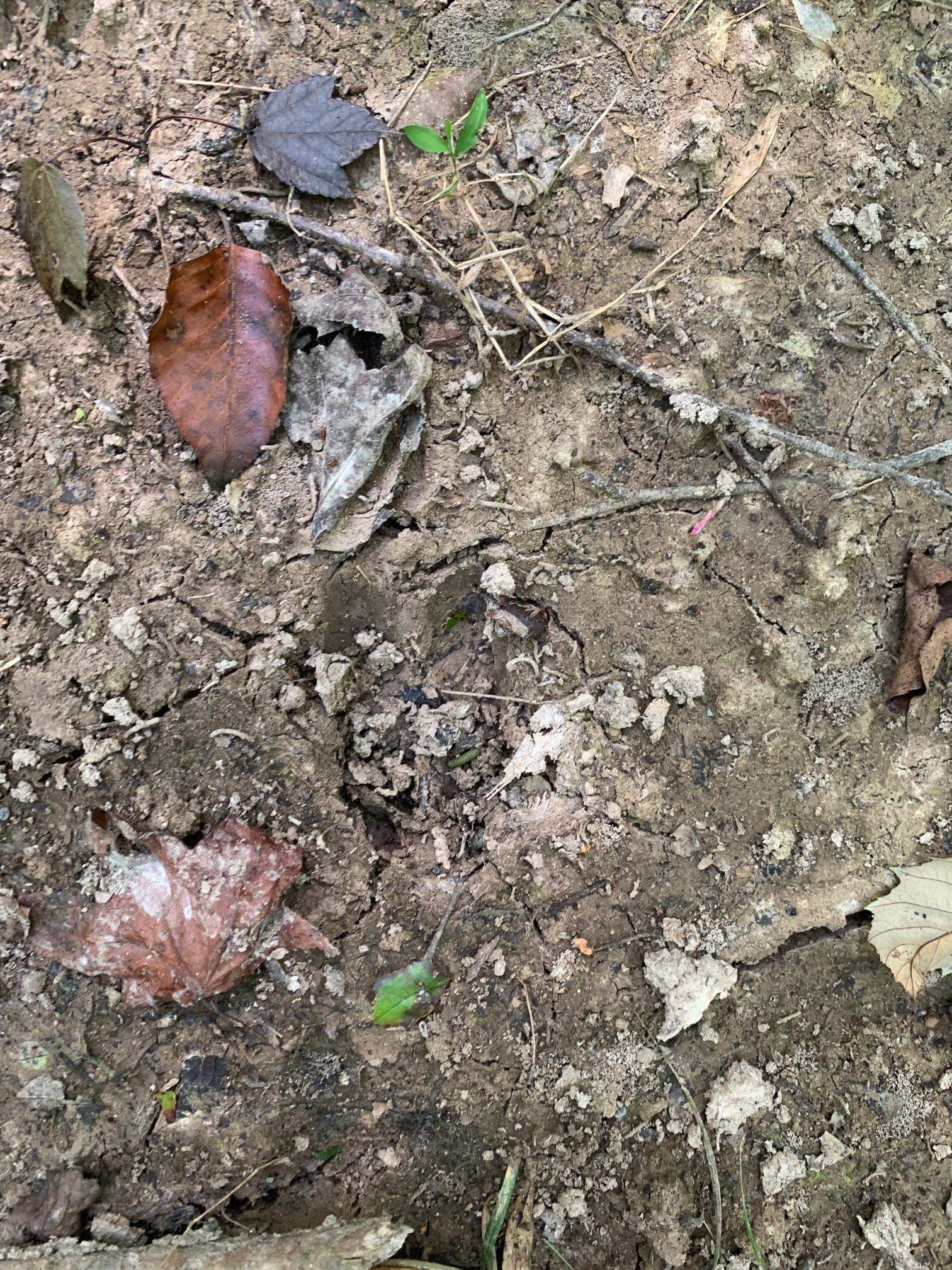 McNairy Road Bethel Springs, TN 38315 - Photo 13 of 16 a view of a dry plant with a tree