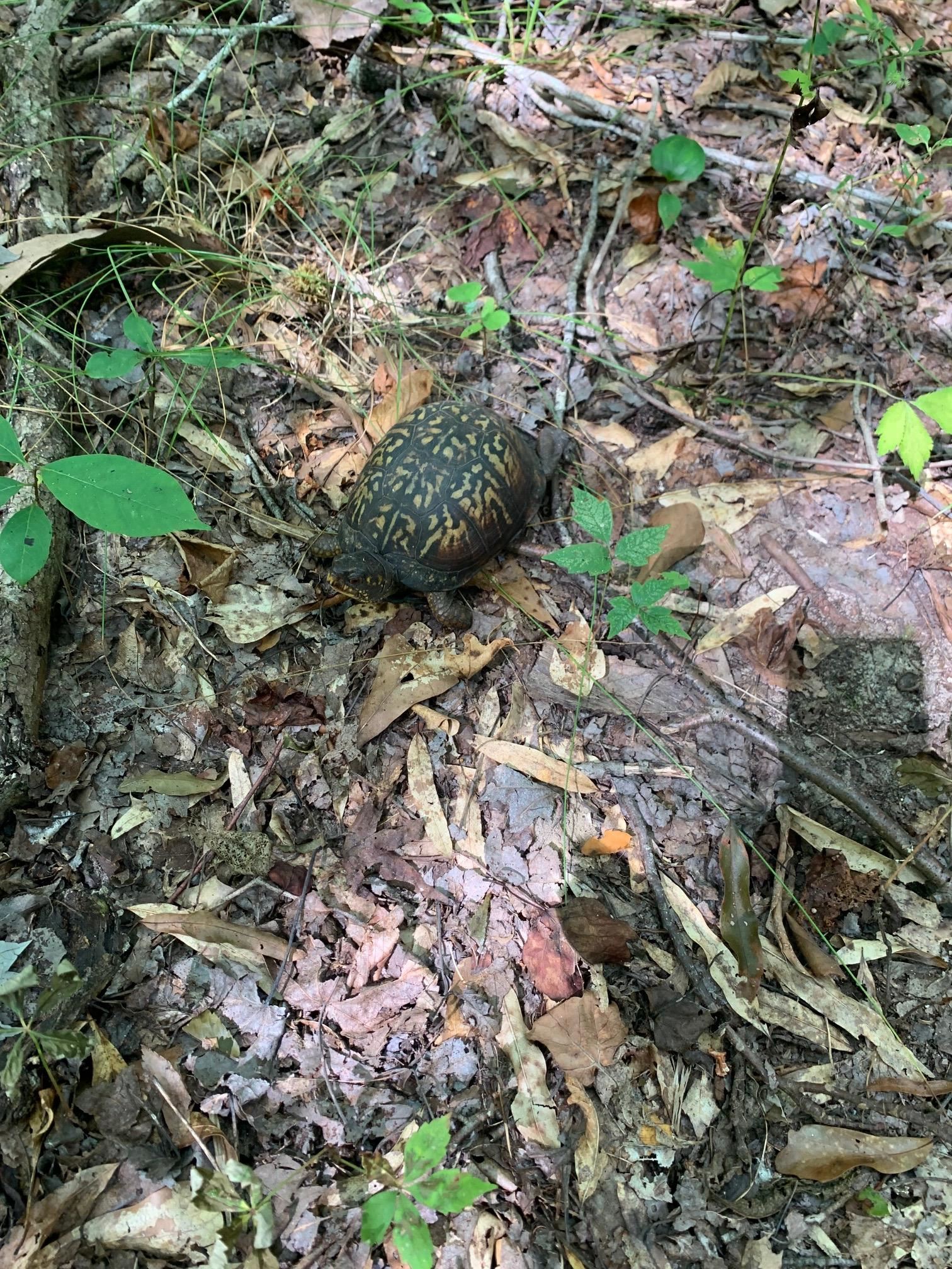 McNairy Road Bethel Springs, TN 38315 - Photo 14 of 16 a view of a forest with a tree
