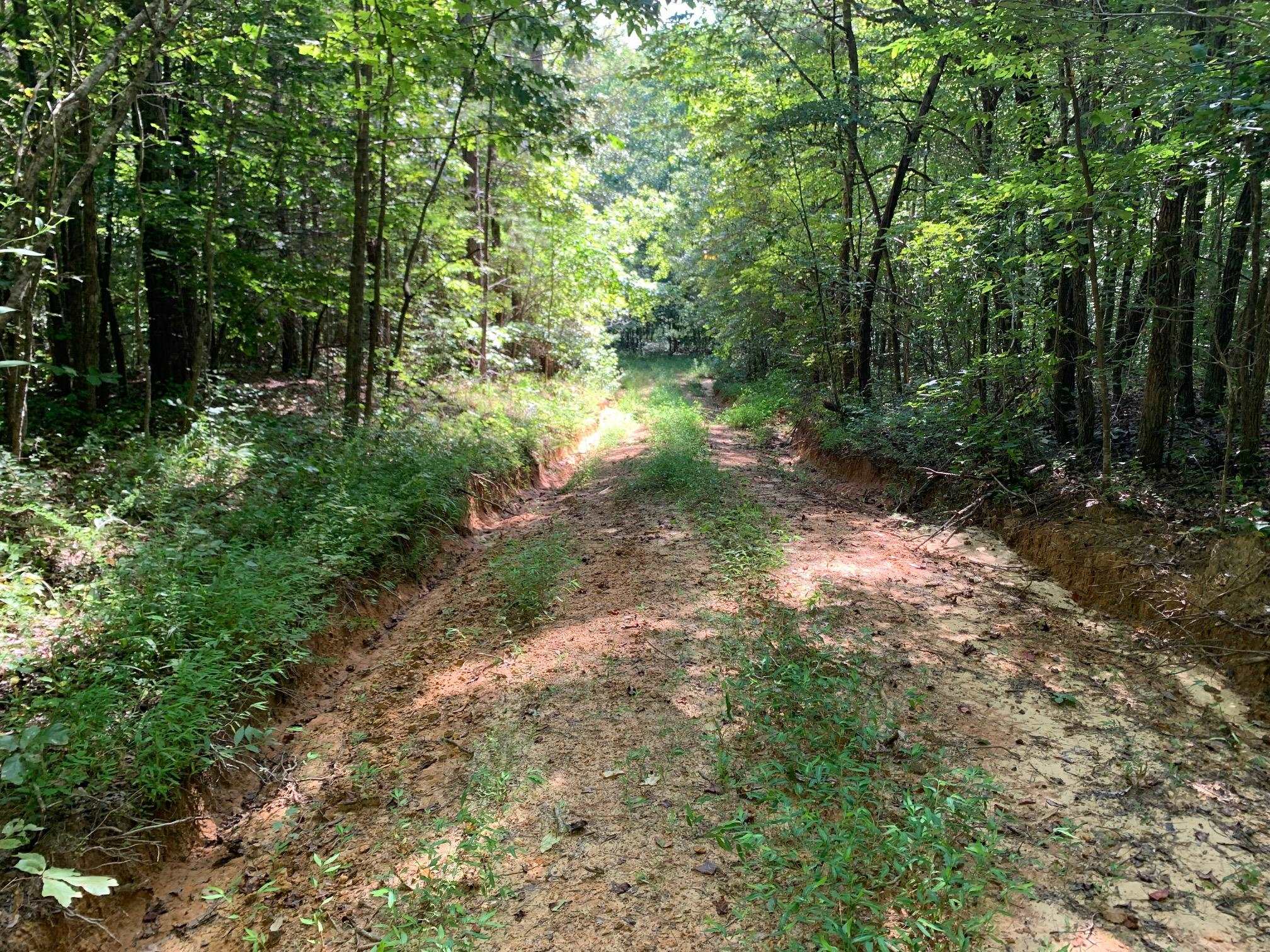 McNairy Road Bethel Springs, TN 38315 - Photo 3 of 16 a view of a forest with trees in the background