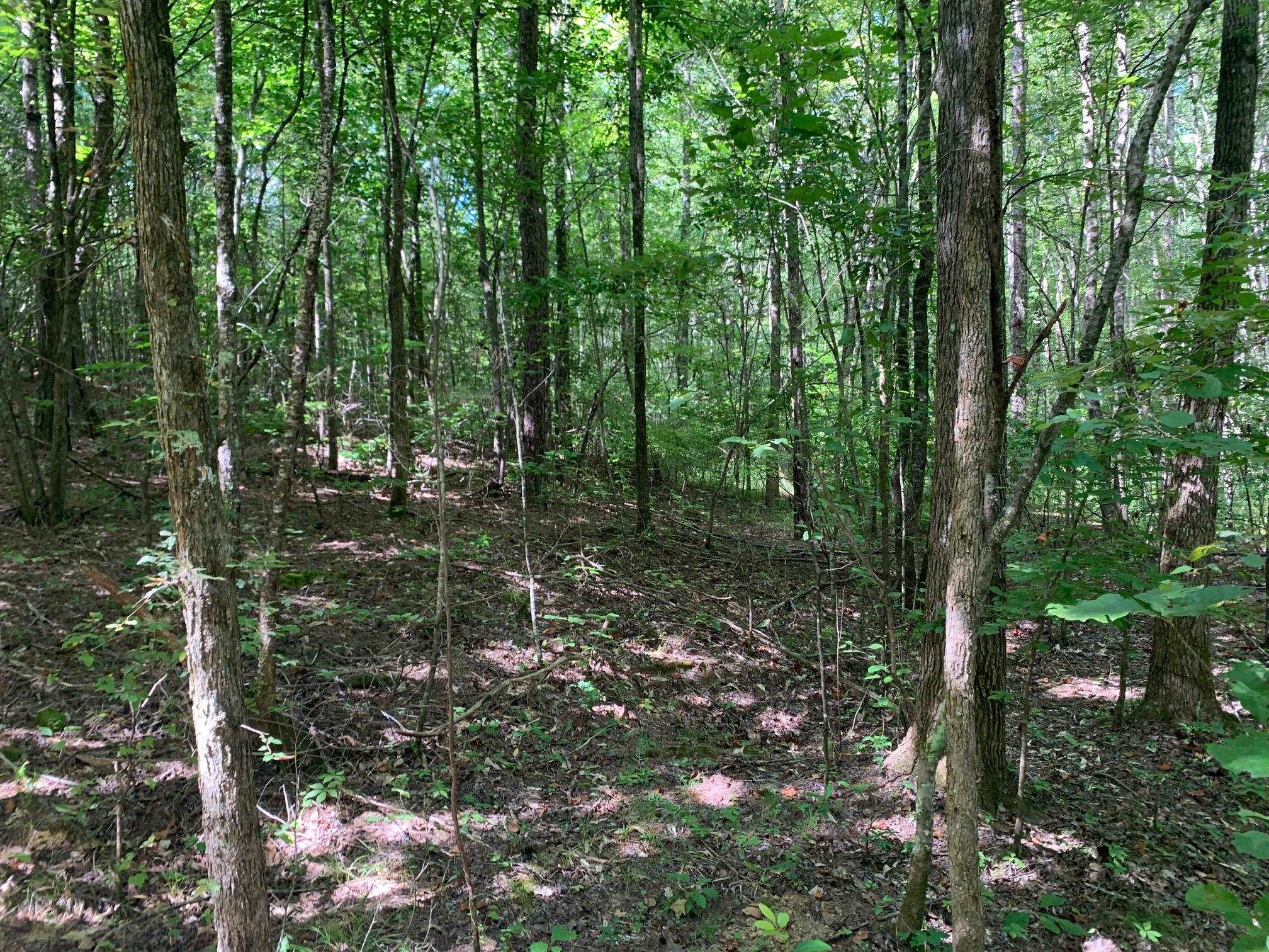 McNairy Road Bethel Springs, TN 38315 - Photo 4 of 16 a view of forest