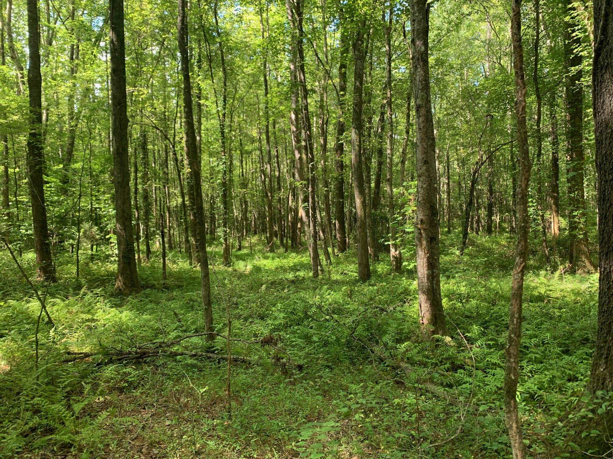 McNairy Road Bethel Springs, TN 38315 - Photo 5 of 16 a view of outdoor space and green space