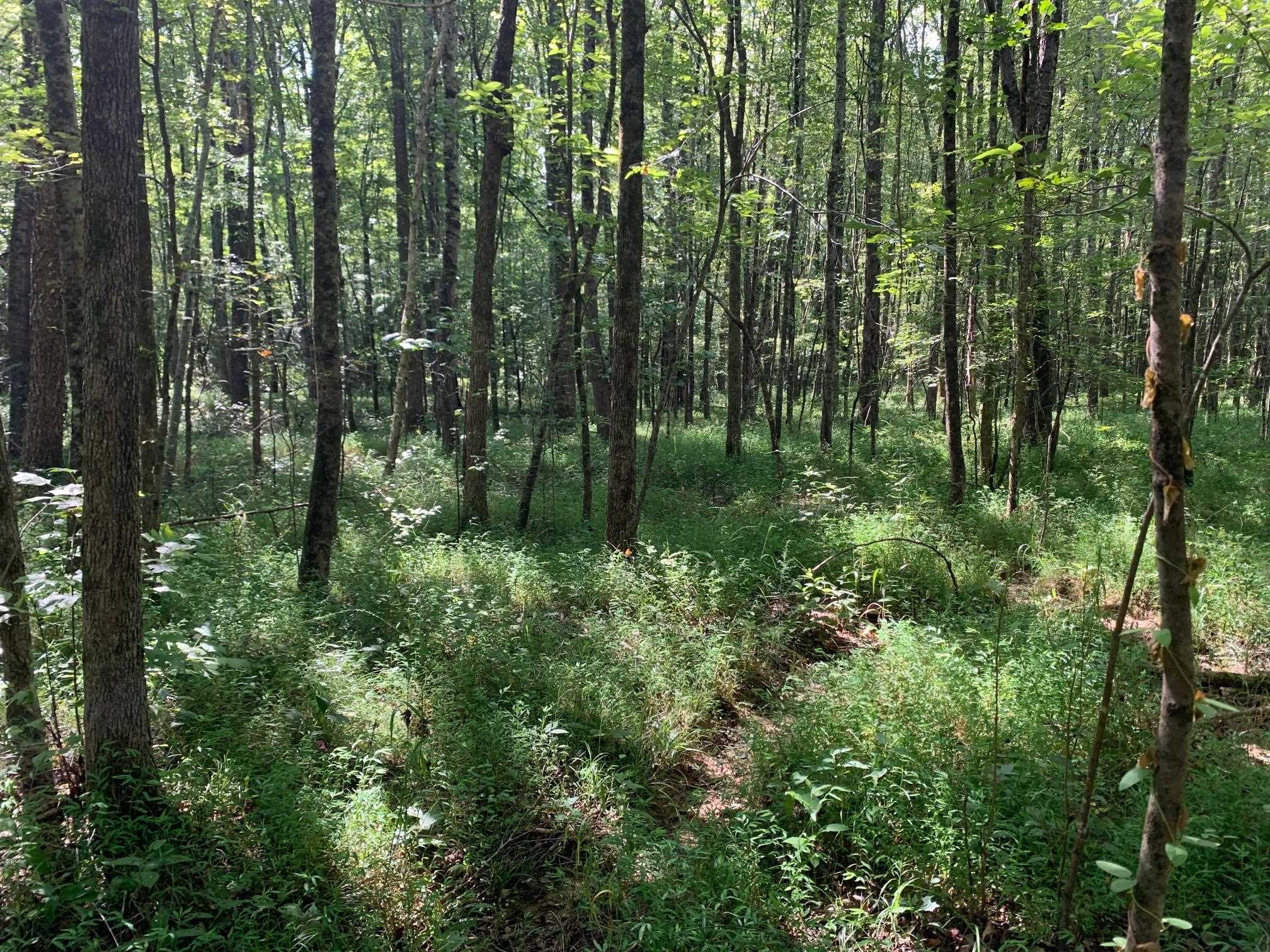 McNairy Road Bethel Springs, TN 38315 - Photo 6 of 16 a backyard of a house with lots of green space and trees