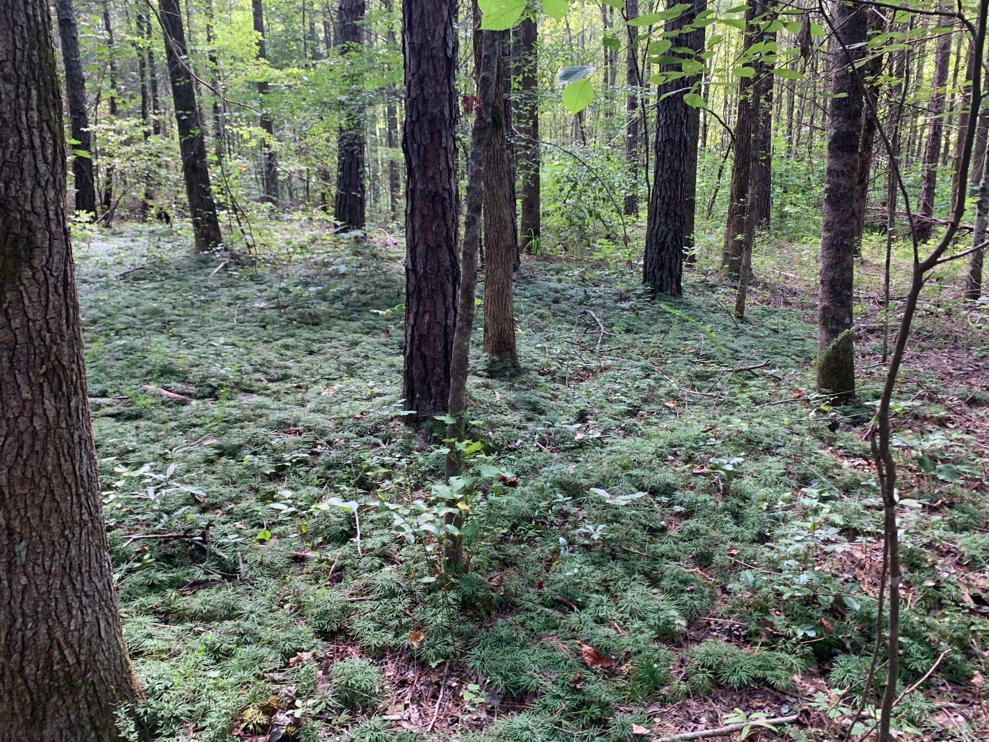 McNairy Road Bethel Springs, TN 38315 - Photo 7 of 16 a view of a forest with trees