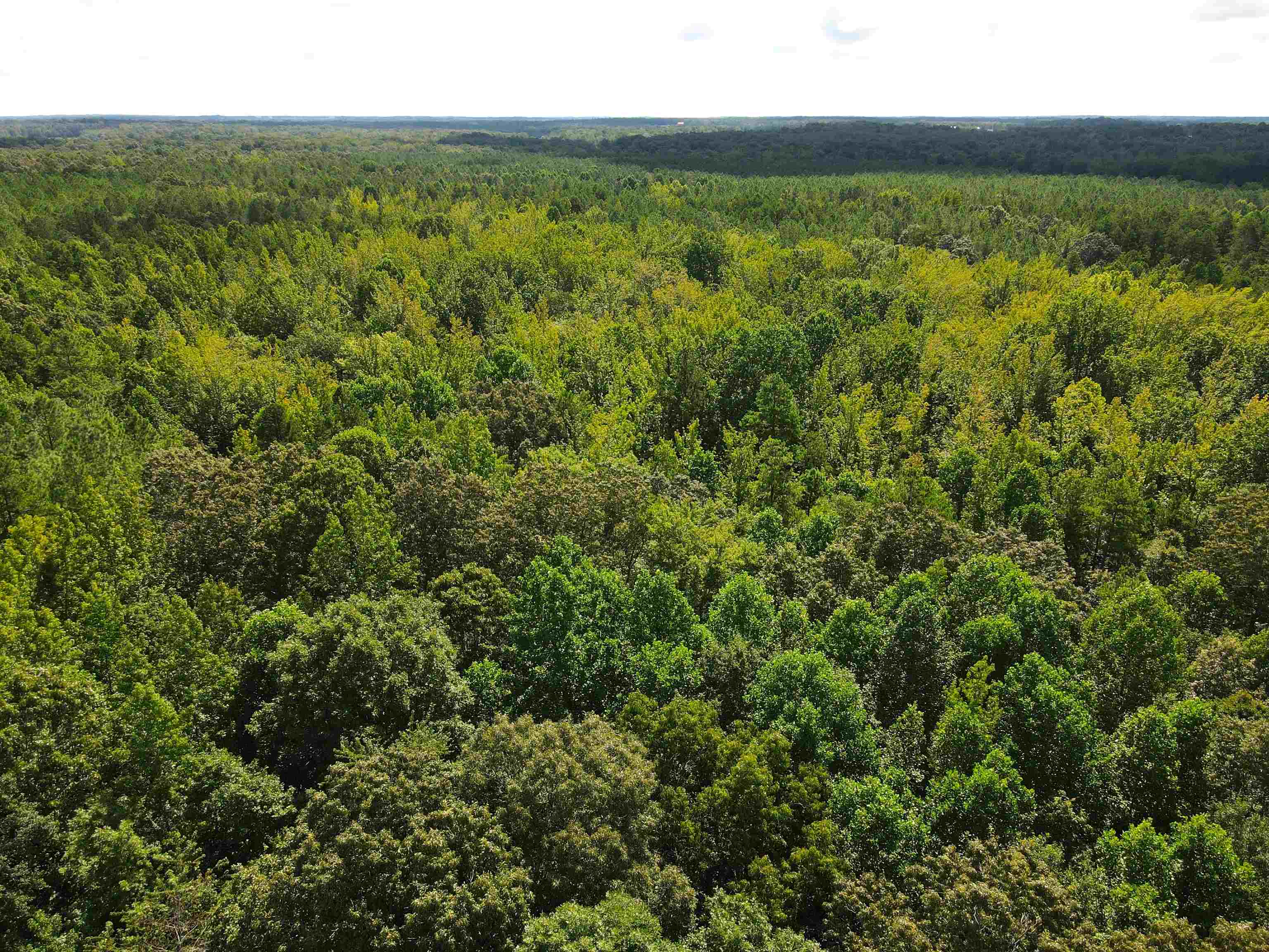 McNairy Road Bethel Springs, TN 38315 - Photo 9 of 16 a view of a yard with an outdoor space