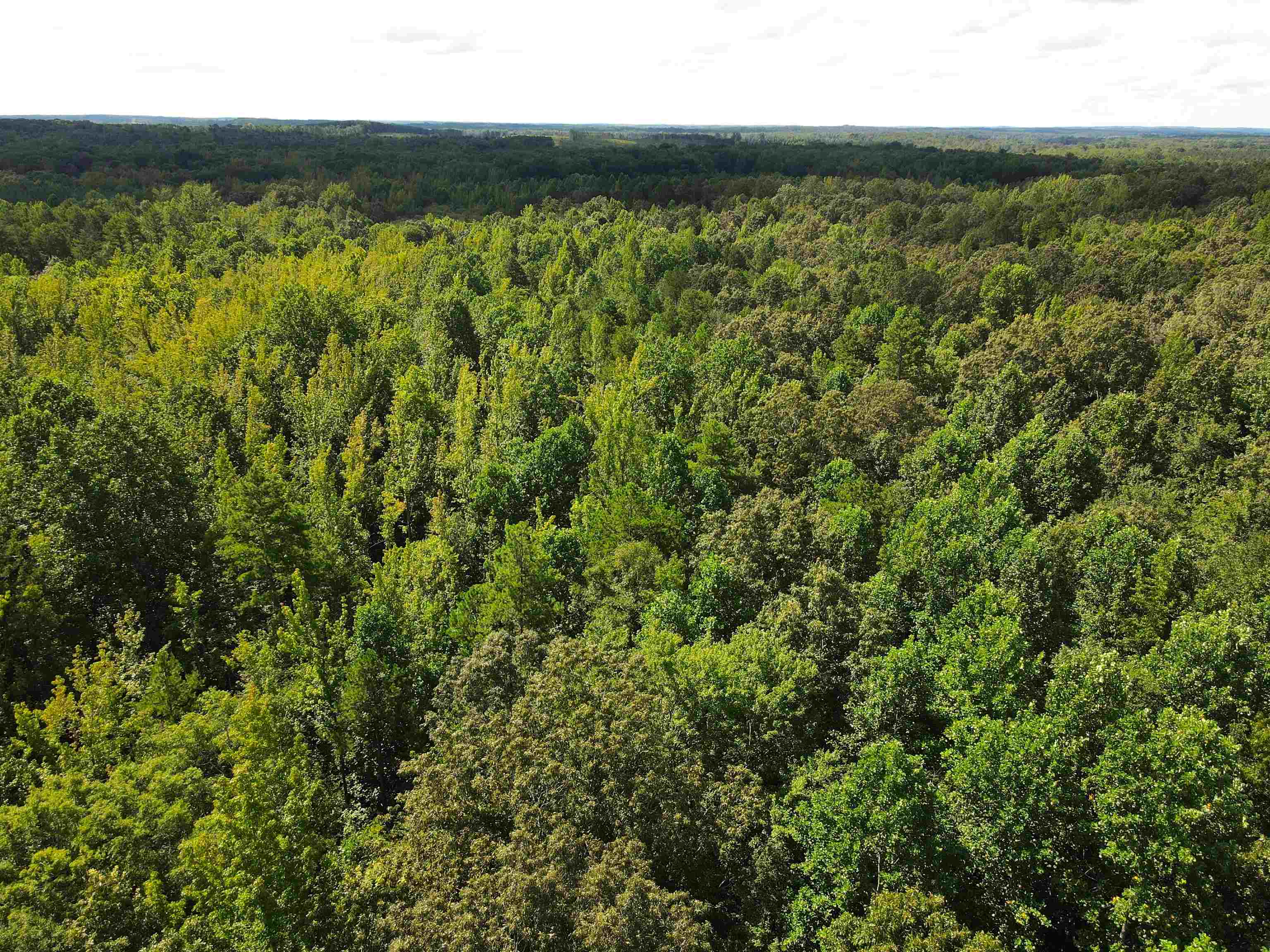 McNairy Road Bethel Springs, TN 38315 - Photo 10 of 16 a view of a city