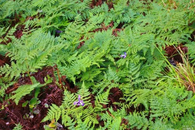 $850,000 | 35700 Highway 1, Anchor Bay, CA 95445