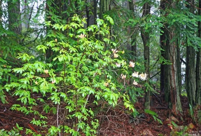 $850,000 | 35700 Highway 1, Anchor Bay, CA 95445