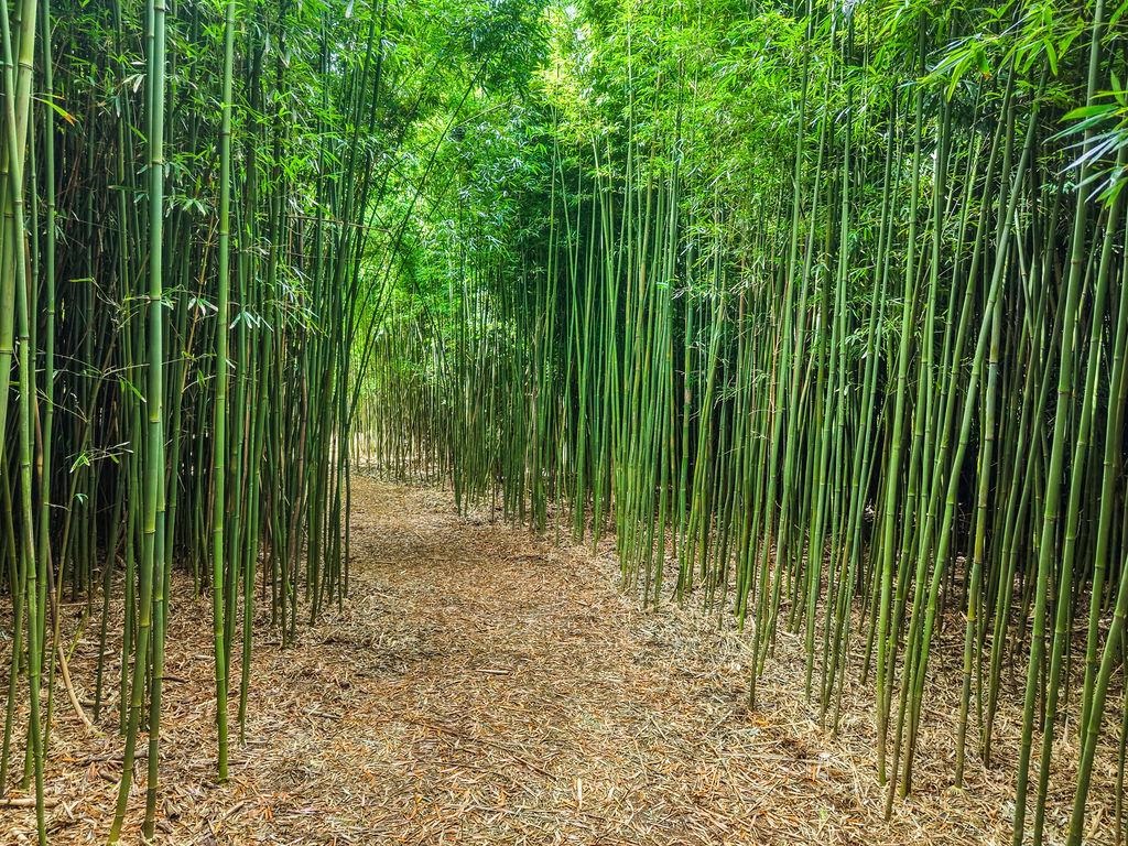 1444 West Kuiaha Road Haiku, HI 96708 - Photo 27 of 30 a view of backyard with green space