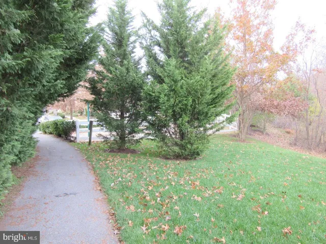 a view of a yard with plants and large trees