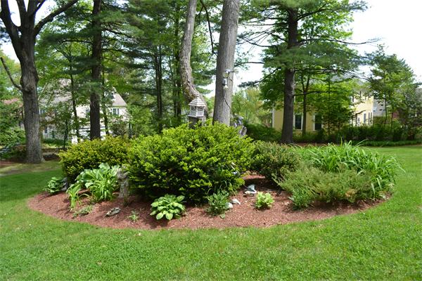 12 Oldham Road Arlington, MA 02474 - Photo 7 of 7 a view of a garden with plants and trees