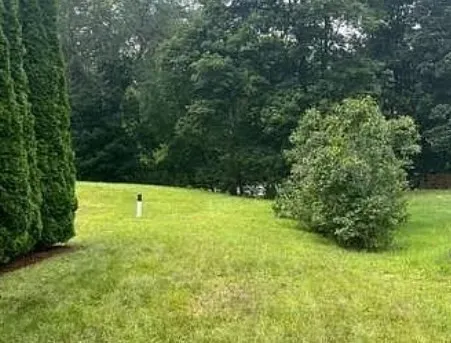 a view of a large yard with large trees