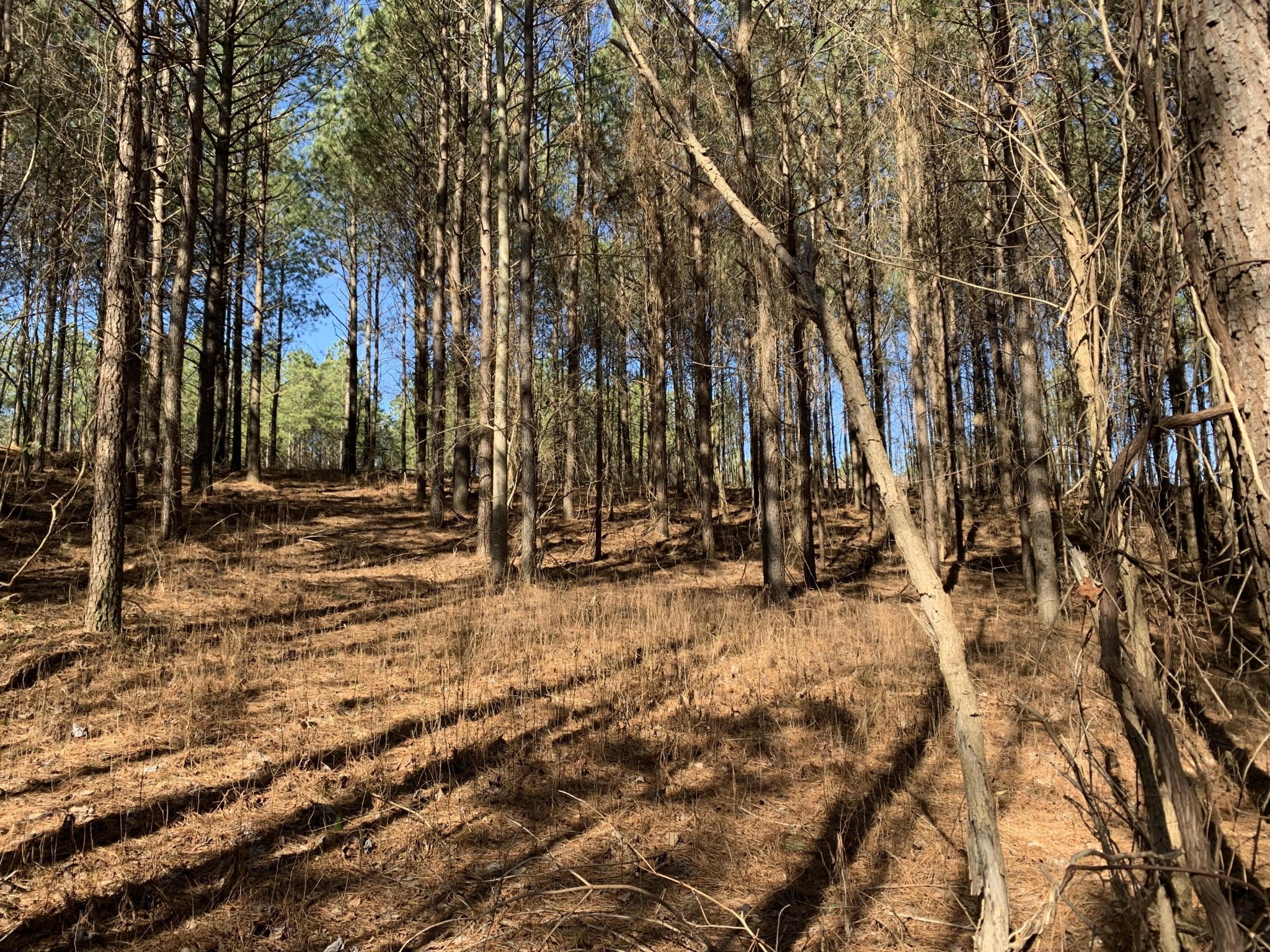 3261 Crockett Pointe Jasper, TN 37347 - Photo 1 of 36 a view of a yard with large trees