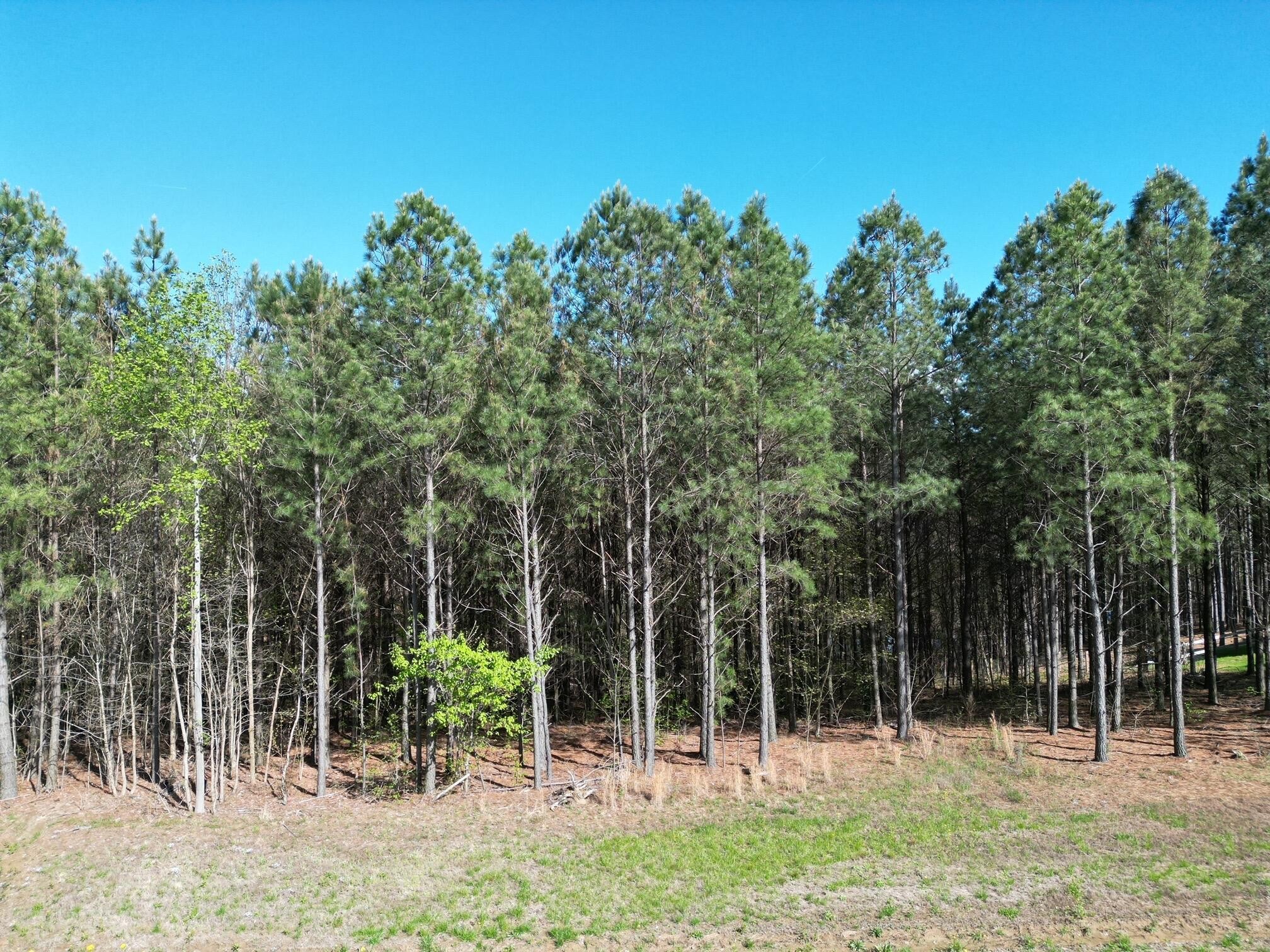 3261 Crockett Pointe Jasper, TN 37347 - Photo 5 of 36 a backyard of a house with lots of trees