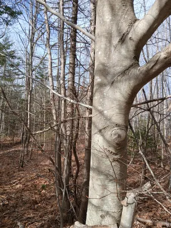 $45,000 | Lot 69-12 Hilltop Drive, Wiscasset, ME 04578