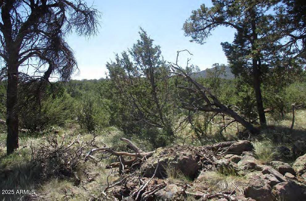 0 Espee Road Williams, AZ 86046 - Photo 13 of 14 a view of a large yard with lots of green space