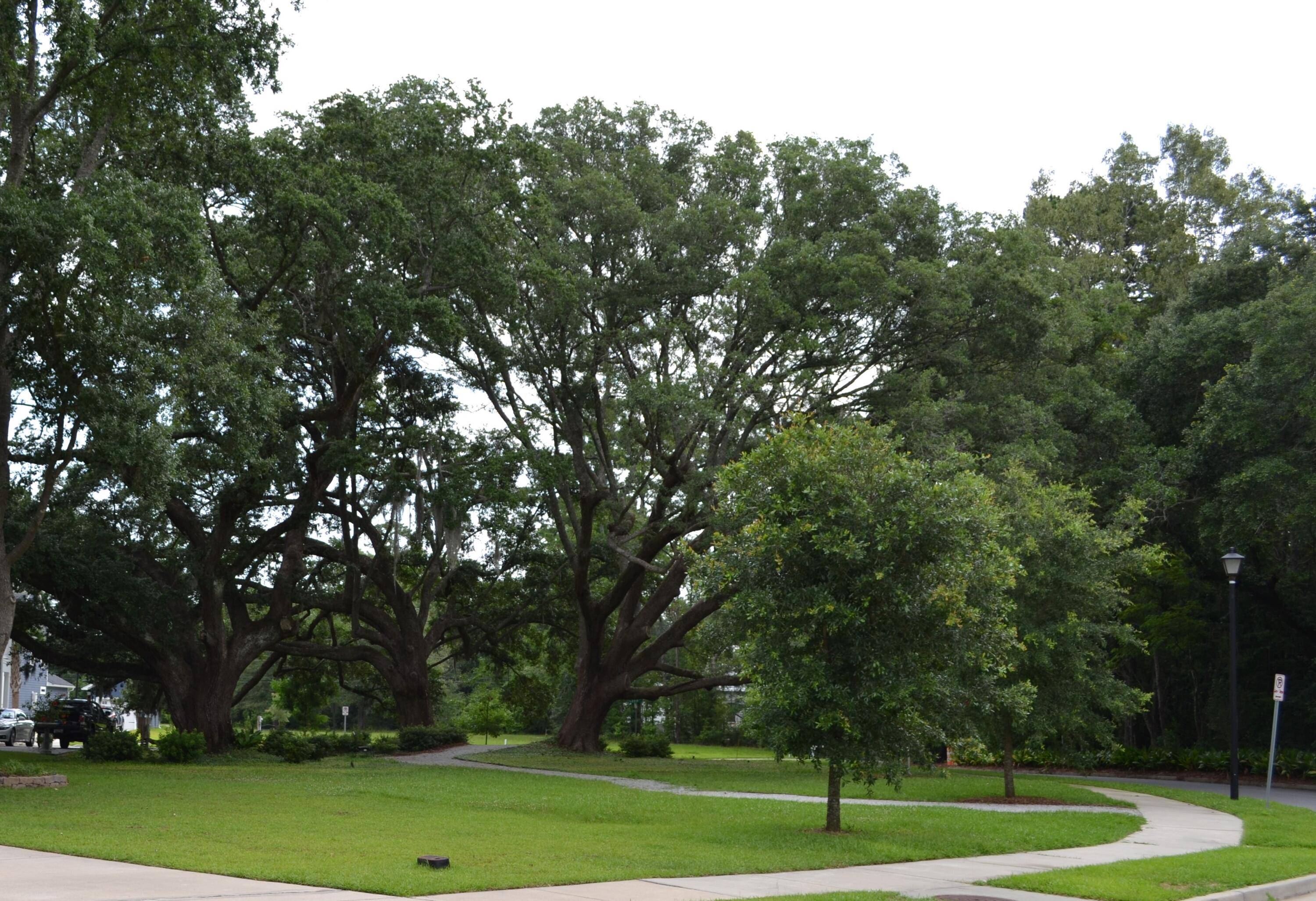 1665 Emmets Road Johns Island, SC 29455 - Photo 6 of 42 Neighborhood
