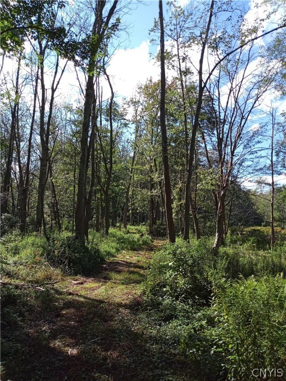 0 Dunham Road Waterloo, NY 13165 - Photo 13 of 26