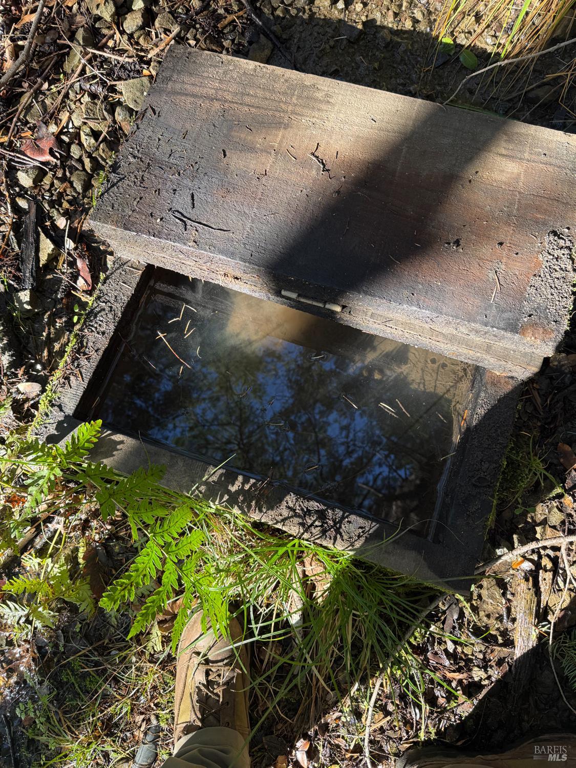 17001 Walker Lake Road Willits, CA 95490 - Photo 31 of 37 a close up of a plant in a backyard