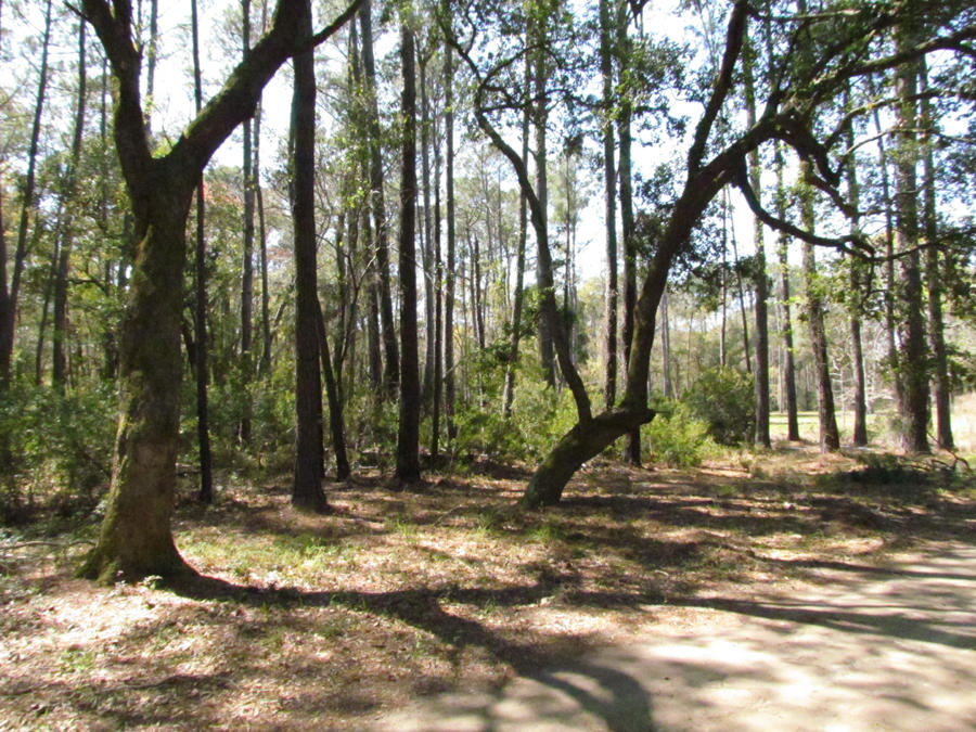 0 Palmetto Pointe Road, Unit 73 Edisto Island, SC 29438 - Photo 1 of 13 IMG_3680