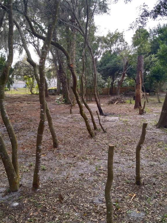 2nd Street DeLand, FL 32720 - Photo 6 of 28 a view of a forest filled with trees
