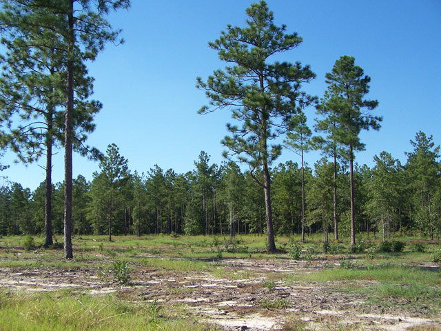Lot 2 Three Runs Plantation Drive Ridge Spring, SC 29129 - Photo 1 of 1