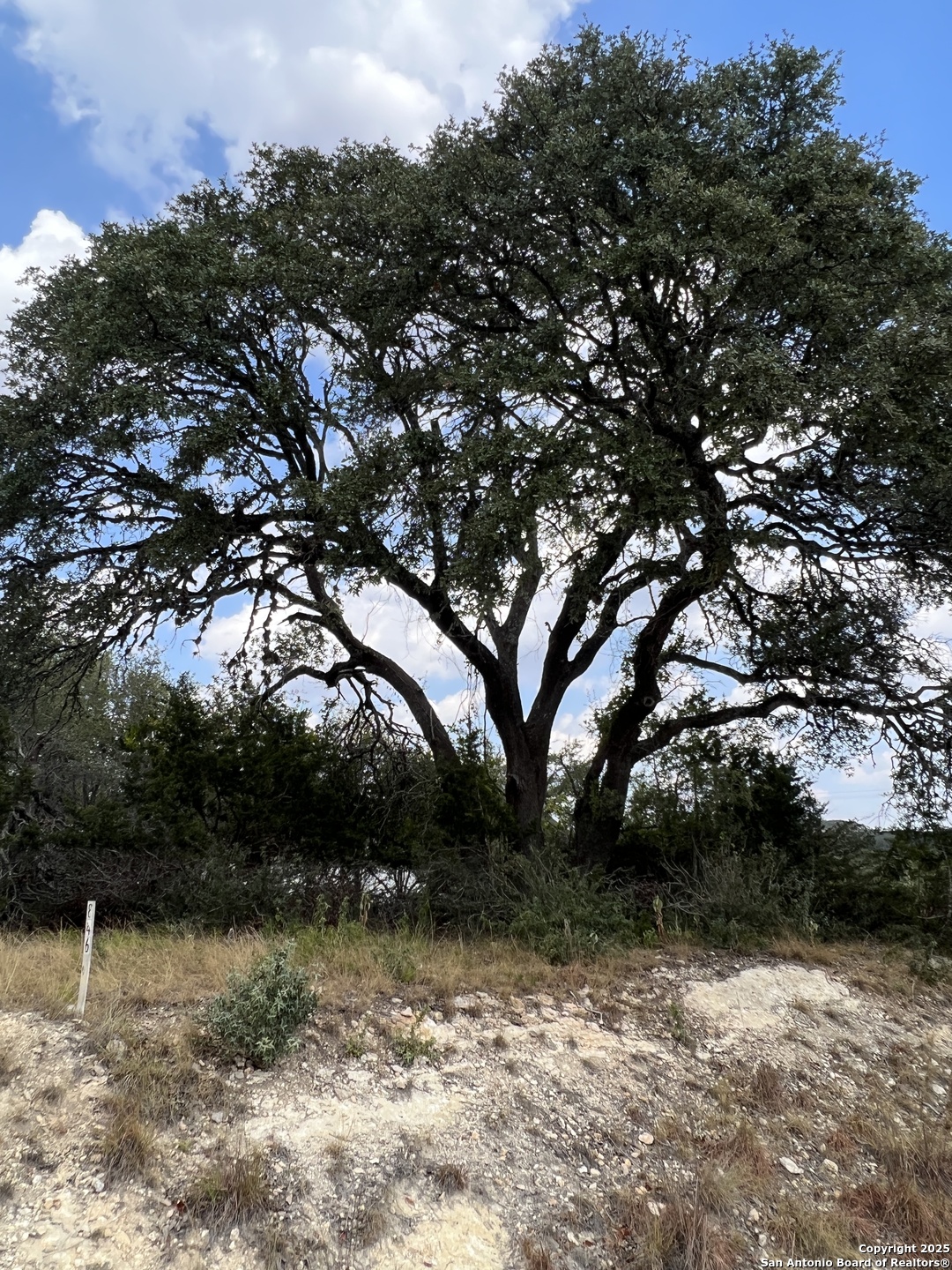 113 Daniel Jackson Blanco, TX 78606 - Photo 6 of 12 a view of a yard