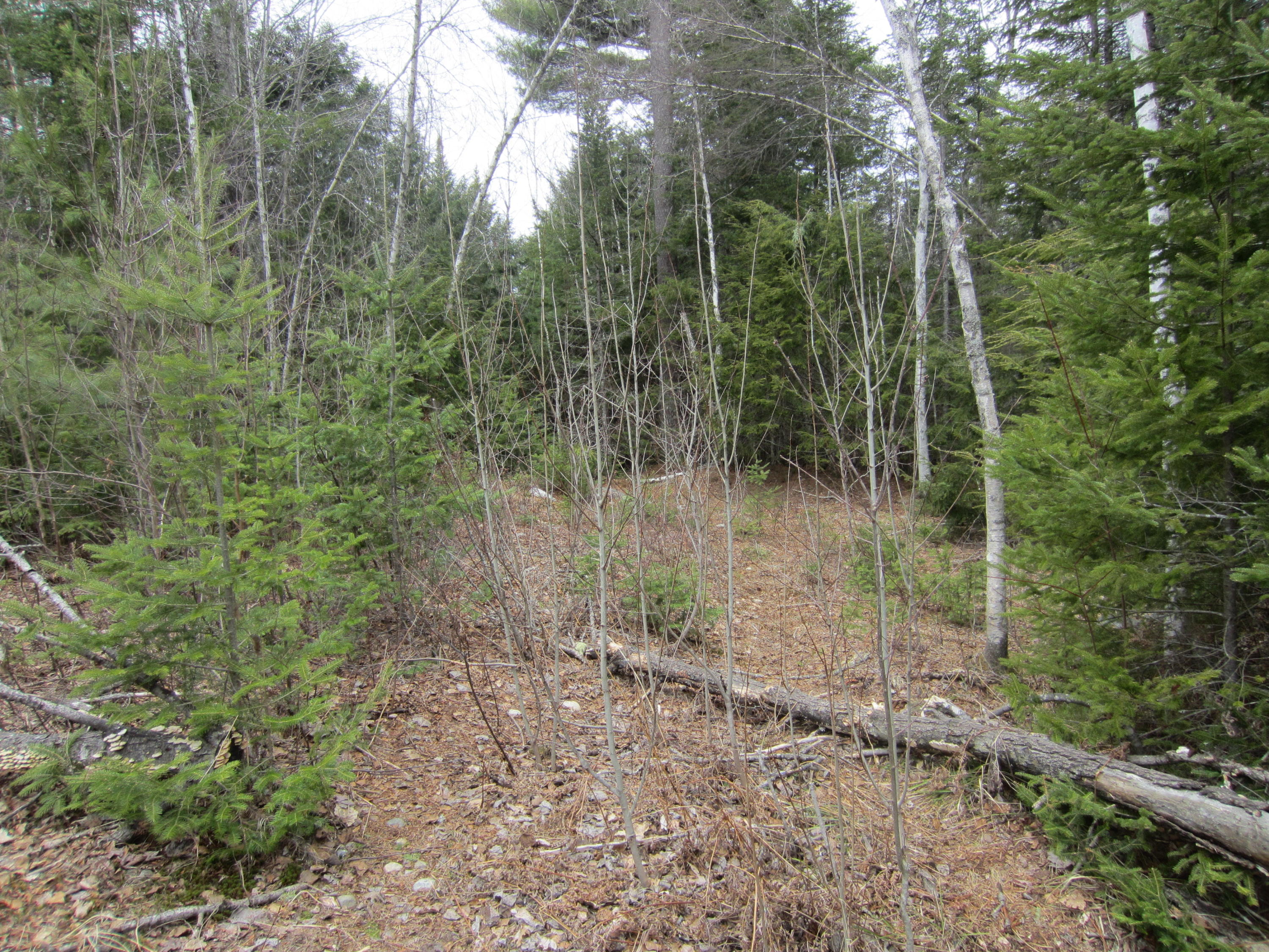 0 Brook Road Wiscasset, ME 04578 - Photo 5 of 7 IMG_4840