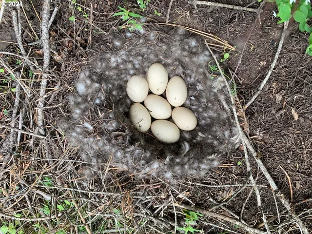 $1,625,000 | 53578 Big Sky Lane, Prairie City, OR 97869