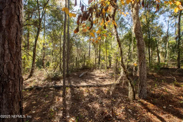 a view of a forest with trees
