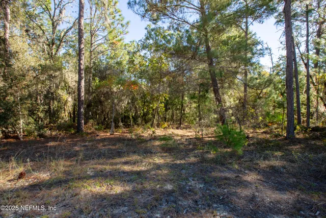 a view of a yard with a tree