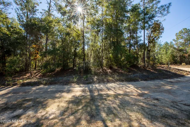 a view of a forest with a tree