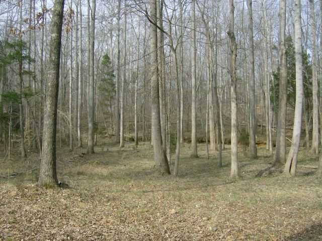 449 Wintergreen Road Timberlake, NC 27583 - Photo 11 of 12 a view of backyard with trees