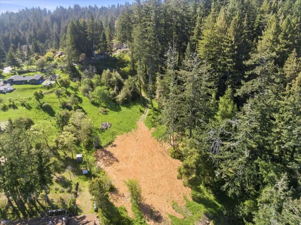 a view of a forest with a tree