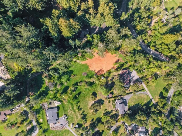 a view of a forest with a tree