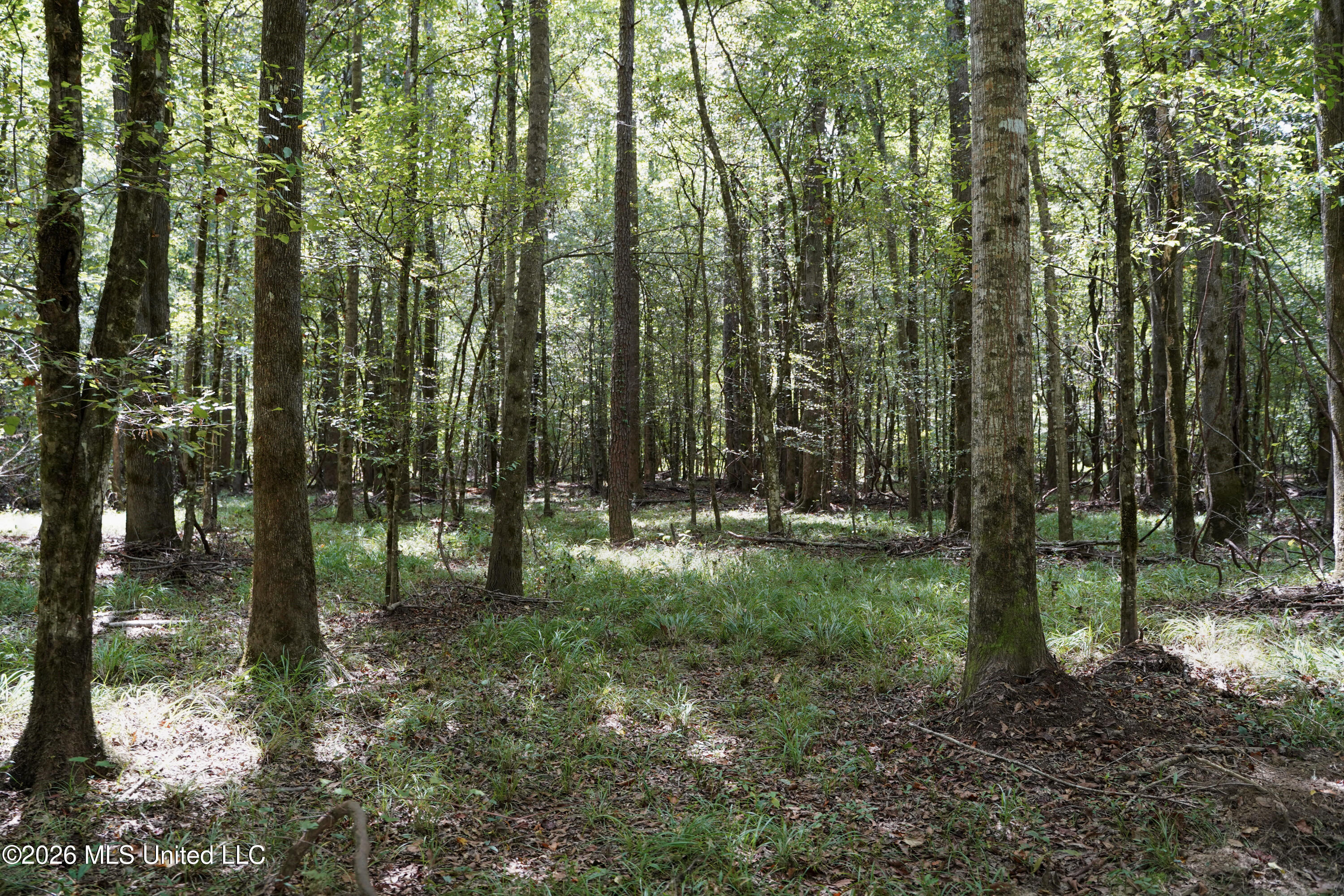 Mcintyre Road Brandon, MS 39042 - Photo 52 of 100 74-DSC08669