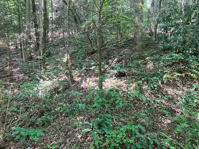 a view of a lush green forest