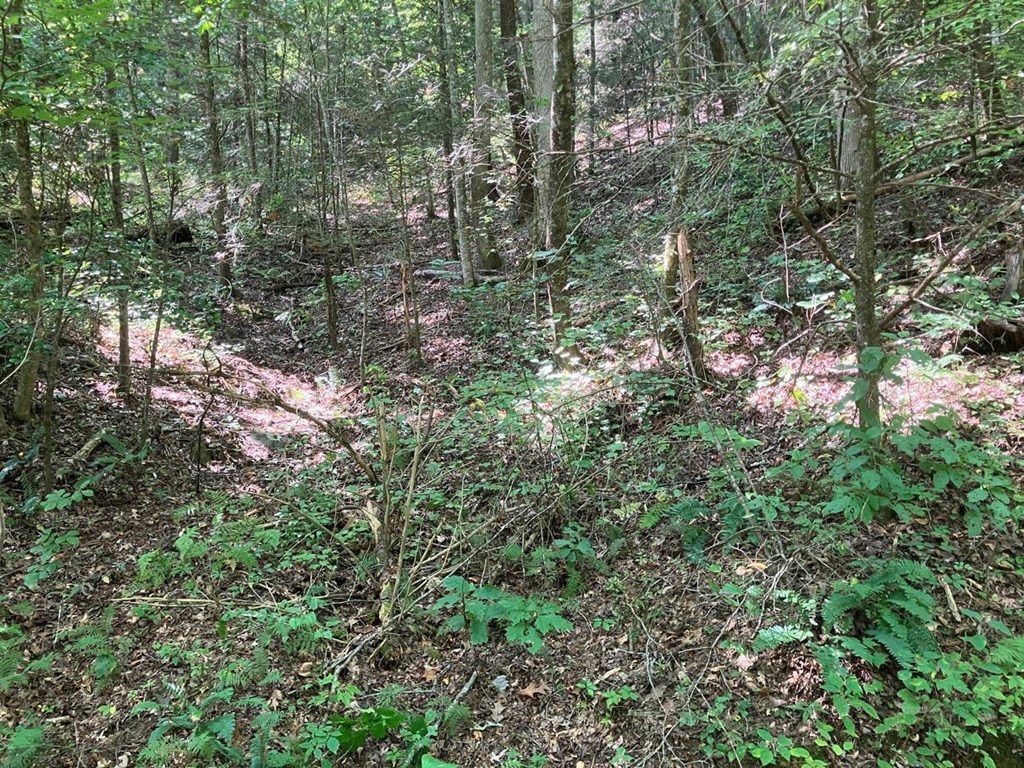 2001 Copper Creek Road Murphy, NC 28906 - Photo 3 of 6