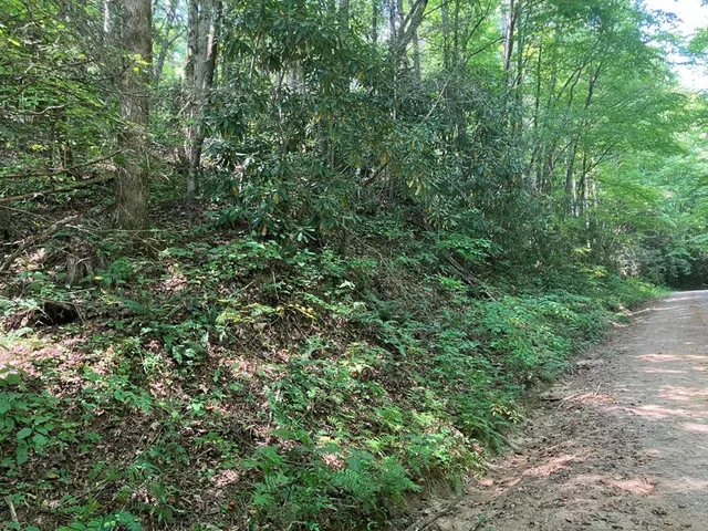 a view of a lush green forest