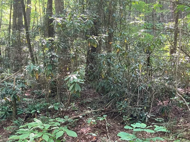 a view of a forest with a tree