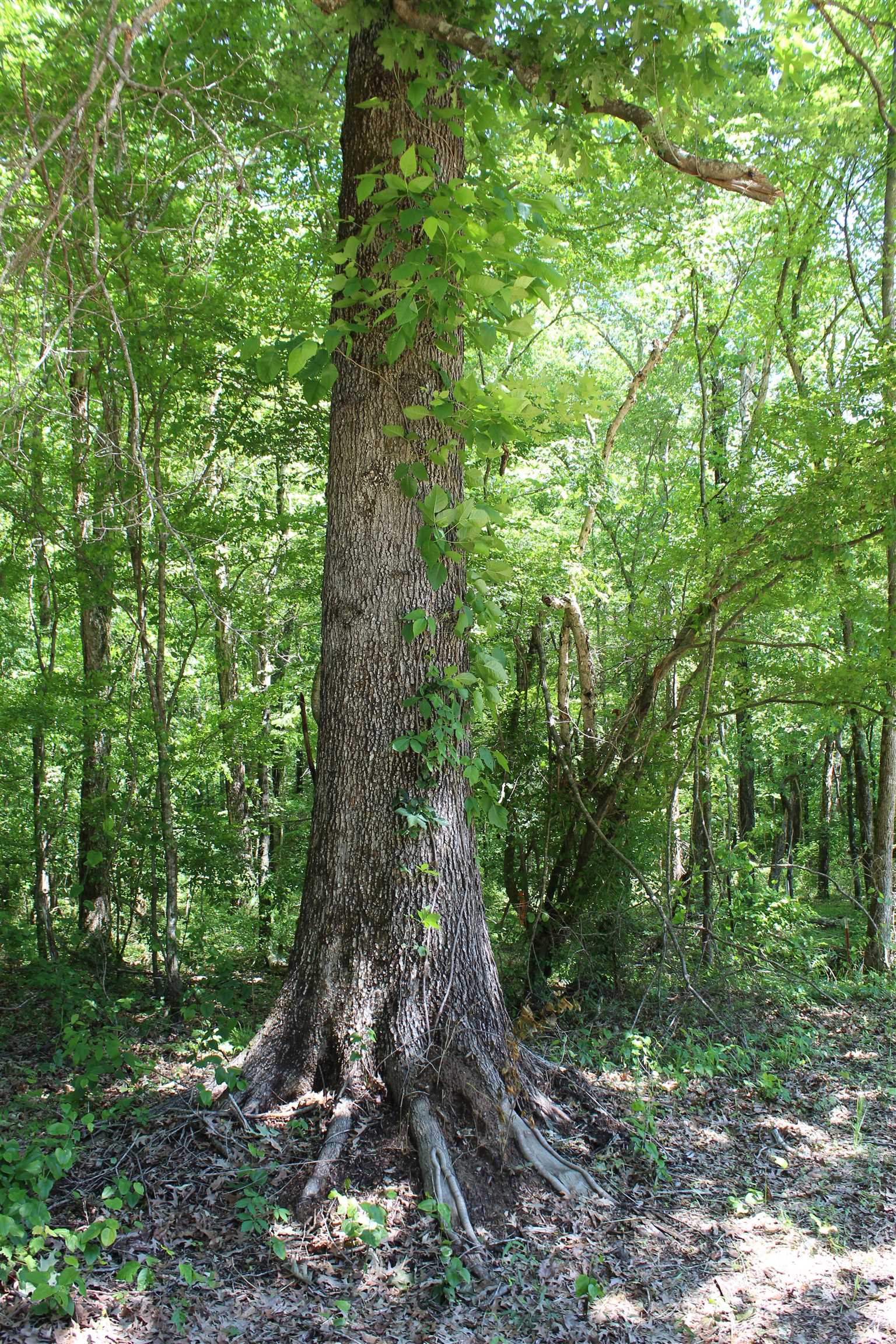 3360 Ebenezer Road Toone, TN 38381 - Photo 9 of 40