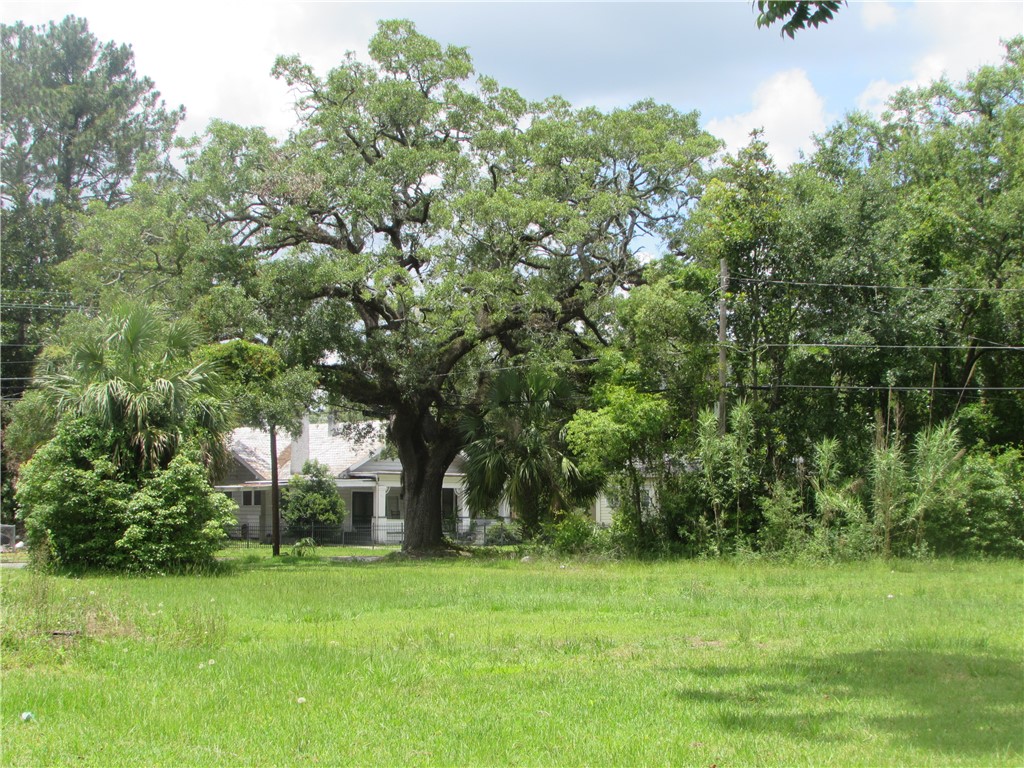 Beautiful large oak near the street