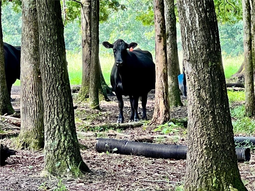6223 Hulsey Road Clermont, GA 30527 - Photo 11 of 53 a view of a garden
