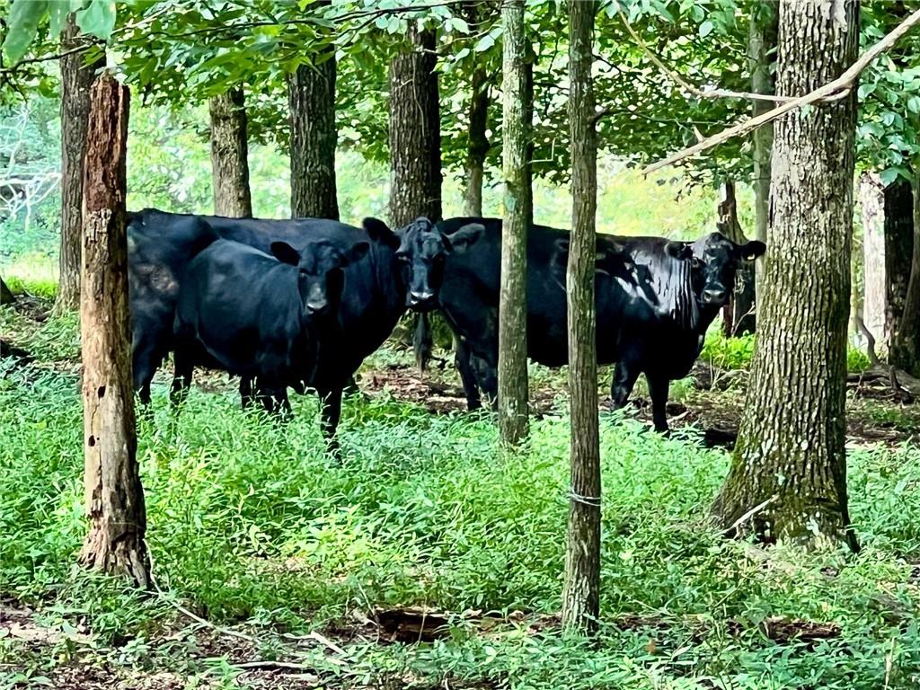 6223 Hulsey Road Clermont, GA 30527 - Photo 12 of 53 a view of outdoor space and garden